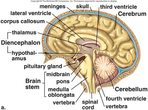 Structure of the brain: Various parts and their names. Video on link: Creativity and brain Parts Of The Brain Anatomy, Structure Of The Brain, Brain Anatomy Diagram, Structure Of Brain, Parts Of Brain, Brain Parts And Functions, Part Of Brain, Brain Biology, Brain Anatomy And Function