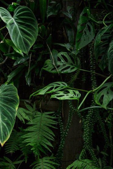 Dark Green Aesthetic, Tropical Garden, Harpers Bazaar, Green Aesthetic, Tropical Plants, Green Plants, Plant Life, Secret Garden, Shades Of Green