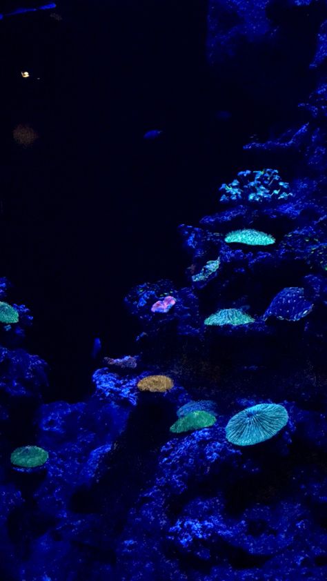 Dark Aquarium Aesthetic, Deep Blue Sea Aesthetic, Dark Underwater Wallpaper, Deep Sea Aesthetic Dark, Deep Ocean Aesthetic Dark, Sea Aquarium Singapore, Deep Sea Aesthetic, Deep Sea Wallpaper, Glow In The Dark Ocean