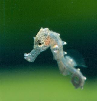 BABY SEAHORSE Seahorse Aquarium, Seahorse Tank, Baby Seahorse, Blue Seahorse, Sea Dragons, Sea Jellies, Dove Pictures, Nano Aquarium, Sea Horses