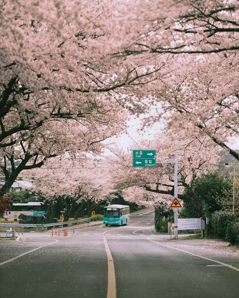 South Korea Jeju Island, Jeju Island Aesthetic Wallpaper, Korea Jeju Island Aesthetic, Jeju Island Photography, Jeju Aesthetic, Jeju Island Aesthetic, Cherry Blossom Seoul, Korea Tourist Spots, South Korea Trip