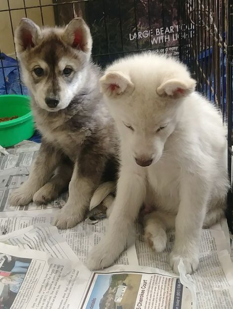 Wolfdog Puppies For Sale | Aguanga, CA Wolf Puppy Art, White Wolf Dog, Wolfdog Puppy, Puppy Blue Eyes, Howl Wolf, Wolf Puppies, Wolfdog Hybrid, Sleeping Wolf, Wolf Puppy