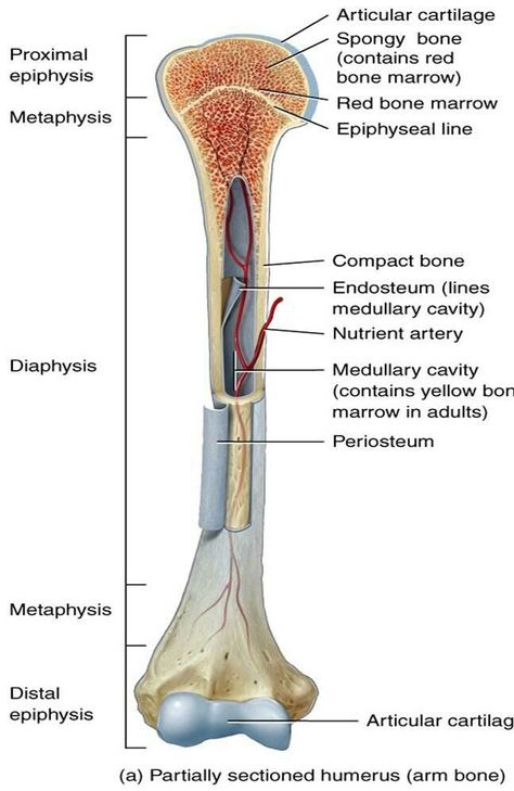 Muscoskeletal System, Bone Anatomy, Anatomy Education, Medical Terminology Study, Bone Tissue, Human Skeleton Anatomy, Femur Bone, Fill Your Cup, Anatomy Bones