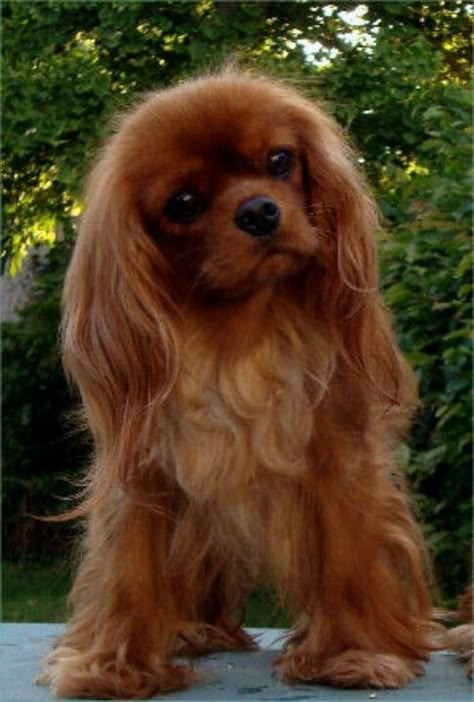 Ruby Cavalier King Charles Spaniel Lazy Dog Breeds, King Spaniel, Cavalier King Charles Dog, King Charles Dog, King Charles Cavalier Spaniel Puppy, Spaniel Puppies, Lhasa Apso, Springer Spaniel, Cavalier King