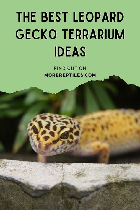 Get creative with leopard gecko terrarium ideas! Learn about the perfect habitat for your gecko. #LeopardGeckoTerrarium #MoreReptiles Mediterranean Gecko Terrarium, Spotted Gecko Habitat, Leopard Gecko Bioactive Vivarium, Leapord Gecko Habitat Ideas Diy, Leopard Gecko Safe Plants, Leopard Gecko Natural Habitat, Leopard Gecko Vivarium Ideas, Lepord Gecko Enclosure Ideas, Leopard Gecko Vivarium