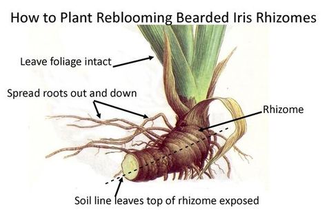 How to plant reblooming bearded iris rhizomes Iris Bulbs, Growing Irises, Iris Rhizomes, Fall Bulbs, Garden Help, Bearded Iris, Plant Cuttings, Replant, Container Flowers