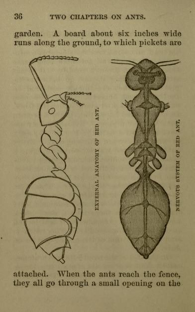 Ant Anatomy, Insect Anatomy, Ant Art, Nature Sketch, Beautiful Bugs, Insect Art, Animal Sketches, Patterns In Nature, Creature Design