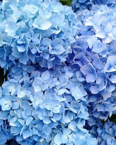 Stop and smell the hydrangeas  #DHCBlue via @cornishbluebelle Everything Is Blue, Baby Blue Aesthetic, Light Blue Aesthetic, Blue Aesthetic Pastel, Hydrangea Flowers, Flowers Aesthetic, Trendy Flowers, Aesthetic Colors, Feeling Blue