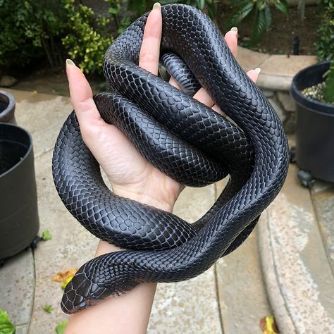 Fiona Hsieh 🐍✨ on Twitter: "I am obligated now to post the original photo LOL (my juvie eastern indigo at a somewhat smaller size than he is now, from february) mainly because yes, his eyes are real LOL. That's actually the one part that wasn't really edited :P https://t.co/6im0ZXv8jg" / Twitter Defensive Behavior, Indigo Snake, Dream Snake, Cute Reptiles, Pet Snake, Devils Night, Loose Skin, Original Photo, Pretty Cool