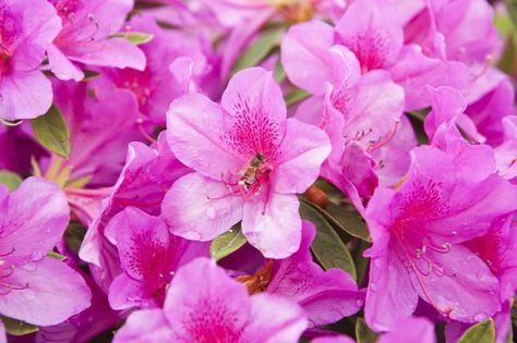 List of Dwarf Azaleas (with Pictures) Azaleas Landscaping Front Yards, Azaleas Landscaping, Landscaping Front Yards, Azaleas Care, Laurel Shrub, Flower Garden Landscaping, White Flower Garden, White Azalea, Azalea Flower