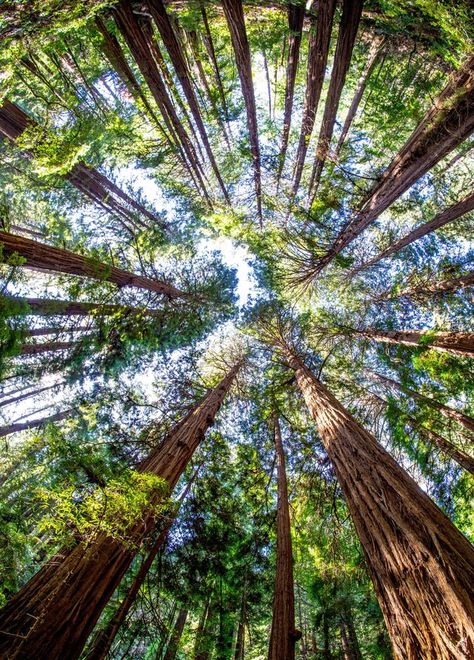 Outside and natural space can become a simple habit  See how it helped me Photography Effects, Muir Woods National Monument, Amazing Trees, Muir Woods, Redwood Tree, Professional Advice, Tree Photography, Tall Trees, National Monuments