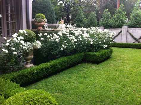 I really love the border of hedging that surrounds the white roses/plants. (Via The Creeping Fig) Boxwood Landscaping, French Garden Design, Large Backyard Landscaping, Boxwood Garden, English Garden Design, Small Backyard Gardens, Garden Shrubs, Planting Roses, Backyard Garden Design