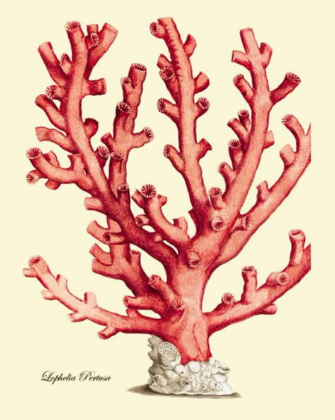 antique-wall-art-etsy-red-coral-branch-1 Sea Coral Prints, Coral Art Print, Art Plage, Sea Life Art, Coral Art, Art Deco Illustration, Coral Print, Sea Coral, Ocean Decor