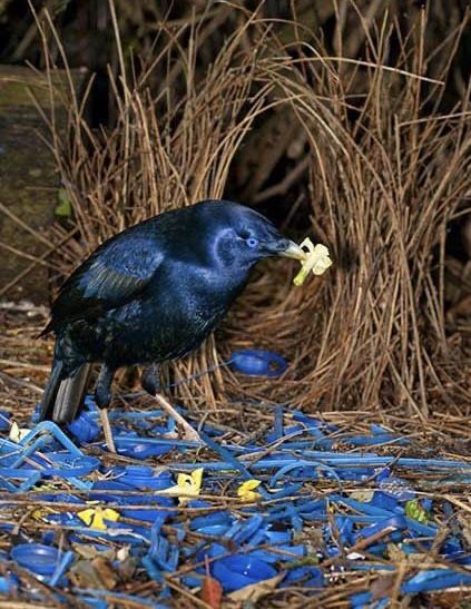 Bowerbird Blues, Satin Bowerbird, Bower Birds, Bower Bird, Birds Of Australia, Wild Eyes, Australia Animals, Blue And Purple Flowers, Australian Wildlife