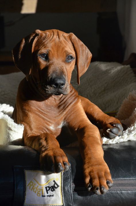 Ridgeback Puppy, Rhodesian Ridgeback Puppies, Rhodesian Ridgeback Dog, Big Dog Breeds, Super Cute Puppies, Pretty Dogs, Man And Dog, Rhodesian Ridgeback, Big Dog