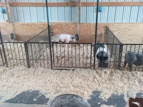 Small Pig Pen, Show Pig Pen Ideas, Show Pig Barn, Pig Pen Design, Farrowing Pen Pigs Diy, Farrowing Pen Pigs, Pig Sanctuary, Livestock Barn, Pig Showing