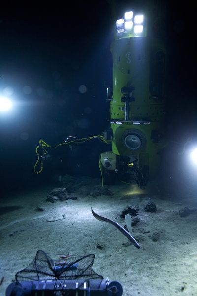 With his first dive a success, James Cameron is eager for scientists to continue exploring Earth's deepest point in his custom-built sub. Mariana Trench Ocean, Challenger Deep, Ocean Trench, All About Water, Marianas Trench, Bottom Of The Ocean, James Cameron, Deep Water, Pacific Ocean