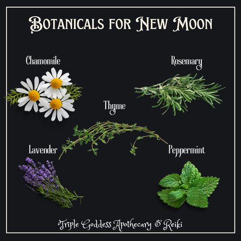 Plants and herbs for the new moon are essential for intentions, goals, and growth. It's a potent time to use plants symbolizing renewal, purification, and transformation. Traditional choices include lavender for calmness, sage for cleansing, moonflower for mystical energy, and jasmine for love and abundance. Using these in rituals can boost connection to lunar energy and aid in manifesting intentions during the new moon phase.  #newmoon #herbs #spells #botanicals #flowers #plants #rowanravenwolf Herbs For Purification, Herbs For Manifestation Spells, Herbs Spells, Manifesting Intentions, Witchy Herbs, New Moon Phase, Lunar Energy, Manifestation Spells, Raven And Wolf