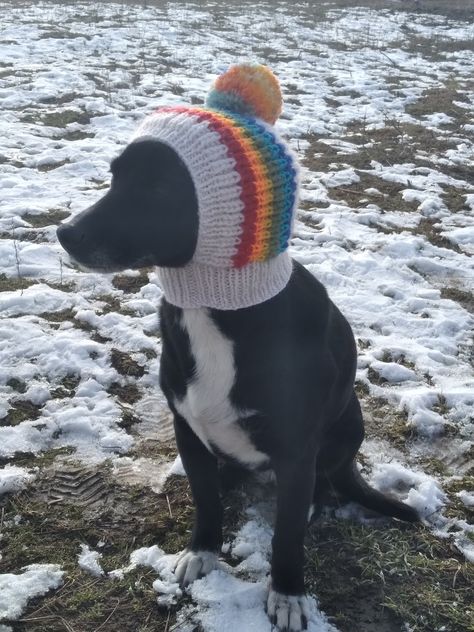 Dog Beanie Pattern, Crochet Dog Hat Free Pattern, Pompom Dog, Knit Dog Hat, Knitted Dog Hat, Crochet Dog Hat, Santa Hat Pattern, Dog Hats, Dog Beanie