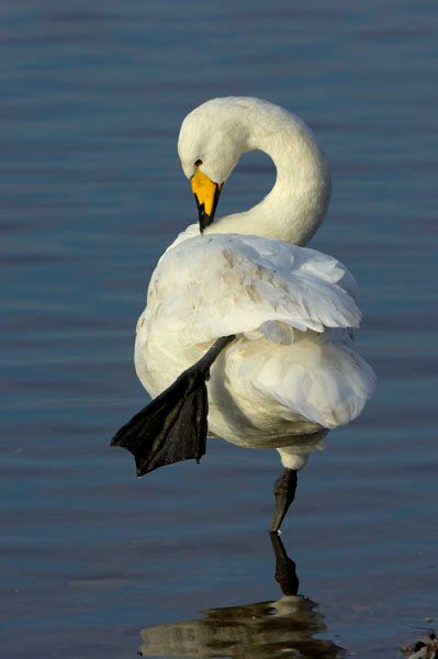 Malcolm Schuyl Wildlife Photography: Whooper Swan (Cygnus cygnus) standing on one leg, preening Whooper Swan, Swan Photography, Swan Wings, Aquatic Birds, Mute Swan, British Birds, Beautiful Swan, Girl Scout Troop, Bird Watcher