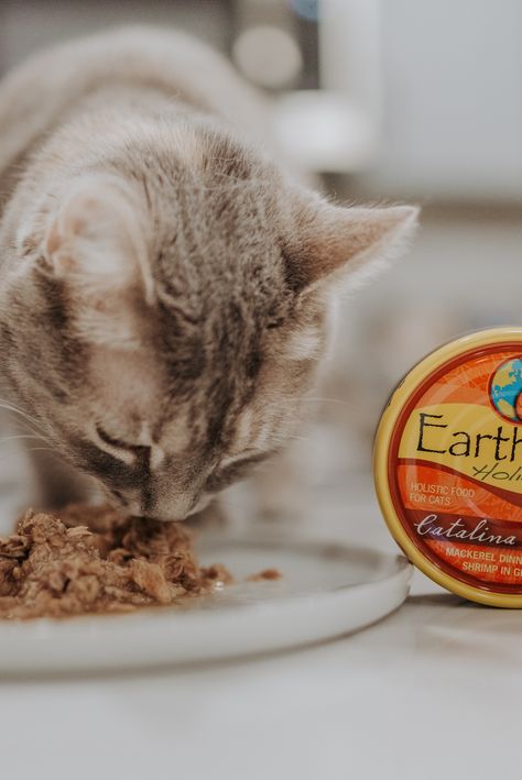 Cat Food Photography, Dinner With Shrimp, Bonito Flakes, Pet Brand, Pets Food, Food Photoshoot, Food Photography Props, Wet Cat, High Quality Protein