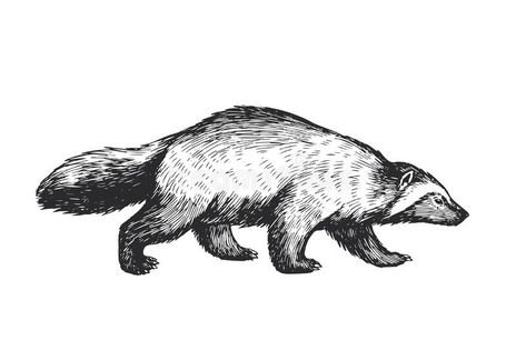 Wolverine Art Animal, Wolverine Tattoo Animal, Wolverine Animal Art, Wolverine Animal Drawing, Wolverine Drawing, Wild Animal Illustration, Wolverine Tattoo, Wolverine Animal, Animal Line Drawings