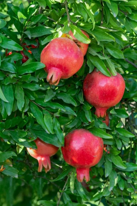 Growing Pomegranate From Seed, Pomegranate Tree Care, Grow Pomegranate, Pomegranate Growing, Seed Growing, Design Garden Ideas, Pomegranate Tree, Flora Intestinal, Edible Landscaping