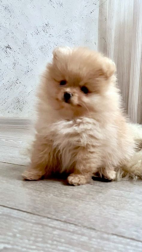 #pomeranianpuppies #pomeranianworld #pomeranian #pomeraniancream #pompom Cute Pomeranian, Teacup Puppies, Pomeranian Puppy, Puppy Care, Small Dogs, Cute Dogs, Pom Pom, Puppies