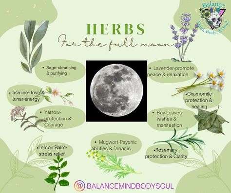 Full Moon Oil Recipe, Full Moon Herbs, Divination Herbs, Full Moon Incense, Witchy Knowledge, Moon Herbs, Full Moon Tea, Body Maintenance, Sage Uses