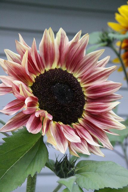 Pink/Yellow sunflower Pink Sunflowers, Sunflowers And Daisies, Sunflower Pictures, Sunflower Garden, Happy Flowers, Yellow Sunflower, Sunflower Seeds, Flower Beauty, Fort Myers