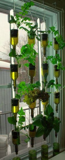 Vertical Veggie Garden with Reclaimed Wine Bottles! Home grown organics all winter. System by BioCity of Montreal, Quebec, Canada. Sustainable Design for the Eco Home - This is so pretty Wine Bottle Herb Garden, Vertical Veggie Garden, Window Garden, Vertical Vegetable Garden, Vertical Herb Garden, Indoor Vegetable Gardening, Meteor Garden 2018, Bottle Garden, Magic Garden