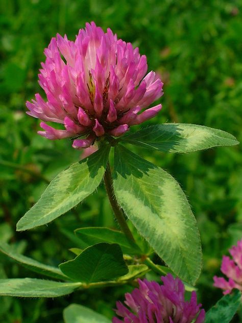 Permaculture Plants: Red Clover | Temperate Climate Permaculture Red Clover Flower, Ground Cover Seeds, Clover Plant, Clover Seed, Magic Flower, Red Clover, Clover Flower, Wild Edibles, Wild Plants