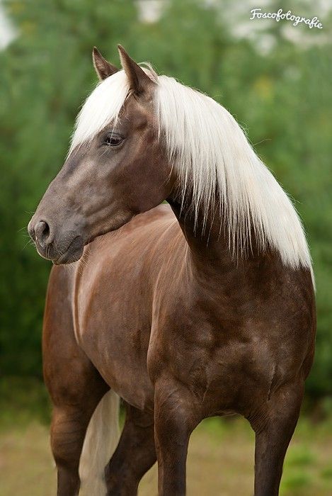 Chocolate Palomino, Rocky Mountain Horse, Mountain Horse, Palomino Horse, Most Beautiful Horses, Horse World, Majestic Horse, Beautiful Horse, Horses And Dogs