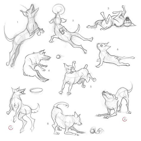 Emotional Support Dog Training, Sketch Animals, Dog Reference, Dog Paw Tattoo, Animation Template, Dog Anatomy, Dog Animation, Emotional Support Dog, Dog Poses