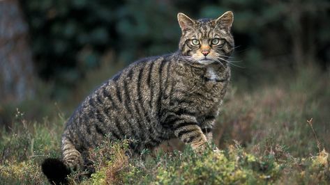 Scottish Wildcat, Wild Cat Species, Feral Kittens, Small Wild Cats, Cat Species, Pablo Neruda, Rare Animals, Feral Cats, Cat Family