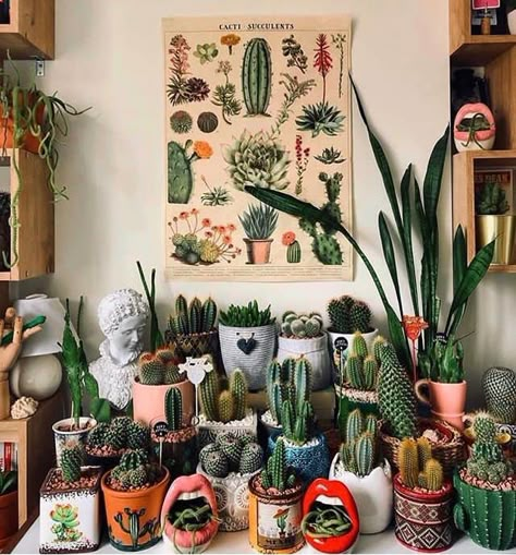 Kaktus Dan Sukulen, Indoor Succulents, Plant Goals, نباتات منزلية, Plant Mama, Plants Are Friends, Crazy Plant Lady, Plant Shop, Succulents Indoor