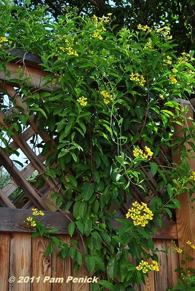 butterfly vine! thrives in drought & high temperatures. Prat to full sun Zone 8-10 10-12' Flowering Creepers, Butterfly Vine, Deck Planters, Love Butterfly, Florida Plants, Full Sun Plants, Growing Gardens, Garden Help, Sun Plants