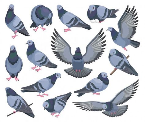 Dove bird isolated cartoon set icon. pig... | Premium Vector #Freepik #vector #flying-pigeon #bird-wings #pigeon #bird-cartoon Dove Character Design, Pigeon Cartoon, Cartoon Bird Drawing, Dove Drawing, Flying Pigeon, Cute Pigeon, Fly Drawing, Cartoon Bird, Bird Logo Design