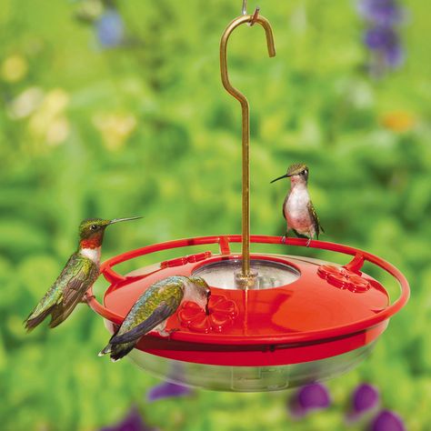 GardenSmart :: ARTICLES :: Where Are All My Hummingbirds Ant Moat, Wild Birds Unlimited, Hummingbird Nectar, Conserve Energy, Homemade Bird Feeders, Tequila Bottles, Hummingbird Feeder, Hanging Bird Feeders, Diy Bird Feeder