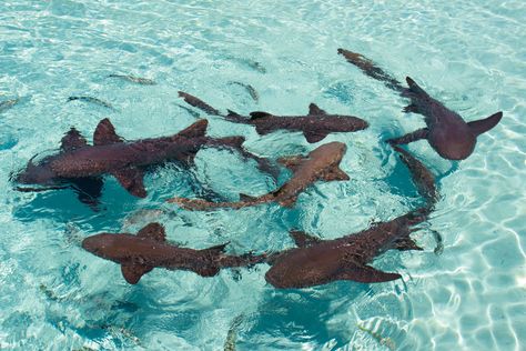 Types of sharks in the Bahamas include these Nurse Sharks, which are pet sharks and Live at Compass Cay Exuma in the Bahamas. #nursesharks #compasscay #exumacay Exuma Pigs, Different Types Of Sharks, Pet Shark, Types Of Sharks, Atlantis Bahamas, Nurse Shark, Bull Shark, Reef Shark, Shark Swimming