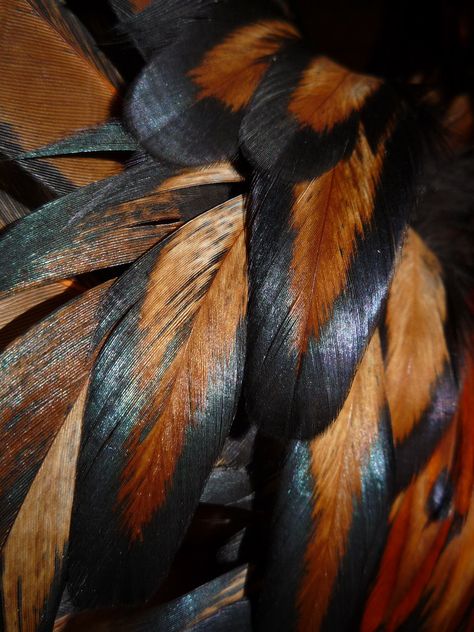 Colored Feathers, Black Gold Jewelry, Feather Wings, Feather Painting, Feather Art, Design Textile, Tail Feathers, Macro Photos, Patterns In Nature