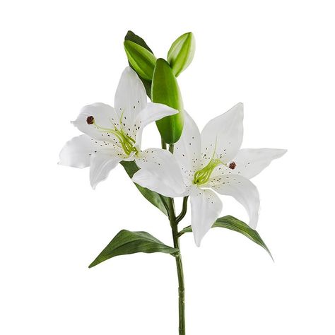 White Tiger Lily, Tattoo Lily, Feed Ins, Reference Ideas, Minimalist Wedding Decor, Lily Flowers, Floral Border Design, Peonies Garden, Hybrid Tea Roses