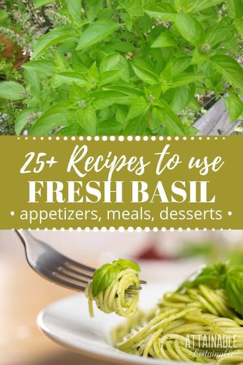 When basil is abundant in the garden or at the farmers market, enjoy it in these sweet or savory basil recipes. This flavorful herb shines in many dishes! Leftover Basil Recipes, Italian Basil Recipes, Fresh Basil Ideas, Recipes Using Fresh Basil, Sweet Basil Recipes, Basil Dishes, Attainable Sustainable, Fresh Basil Recipes, Gf Cooking