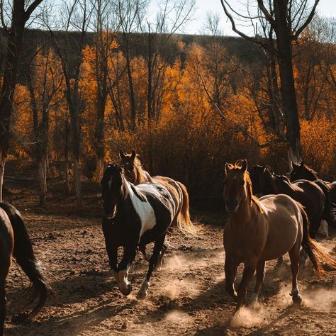 Emmie Sperandeo, Rodeo Aesthetic, Western Pics, Country Girl Aesthetic, New Year Friends, Happy New Year Friends, Western Vibes, Western Lifestyle, Cowgirl Aesthetic