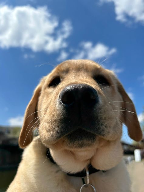 Yellow Labs, Dream Future, Animal Reference, Dream Dog, Yellow Labrador, Family Pets, Yellow Lab, Easily Distracted, Book Stuff