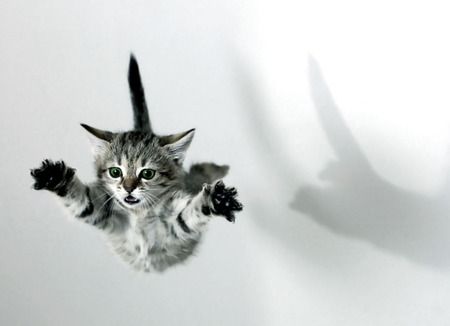 Ready or not ? Here I come! : ) Jumping Cat, Flying Cat, Animal Humor, Great Cat, Paula Deen, Here Kitty Kitty, Funny Cat Pictures, Funny Cat Videos, Cat Wallpaper