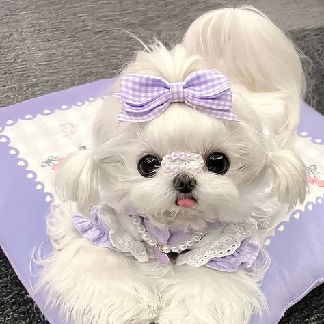 Cute Dog Pfp, Cute Puppy Aesthetic, Puppy Aesthetic, Cute Fluffy Puppies, Cute Fluffy Dogs, Cute Puppies And Kittens, Cute Small Dogs, Cute Dog Wallpaper, Cute Dogs Images