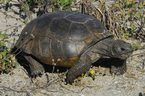 Ground control to major Tom-boy on Tumblr: Gopher Tortoise, Gopherus polyphemus Gopher Tortoise, Tortoise Diet, Keystone Species, Galapagos Tortoise, Amur Leopard, Habitat Destruction, Major Tom, Animal Species, Go Wild