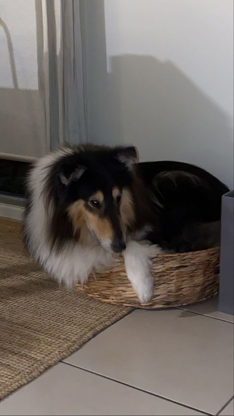 Collie Dog Aesthetic, Rough Collie Dog, Rough Collie Aesthetic, Collie Aesthetic, Rough Collies, Beautiful Dog Breeds, Aesthetic Dog, Rough Collie, Border Collie Dog