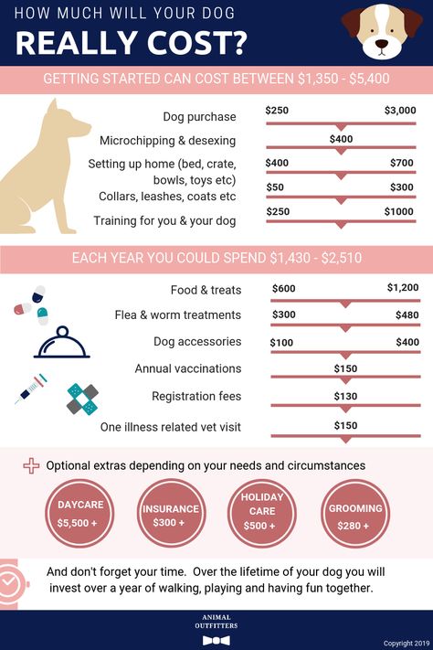 Dog Preparation, Dog Budget, Dog Template, Puppy Fever, Owning A Dog, Hairless Dog, Pet Paradise, Dog Insurance, Kitten Care